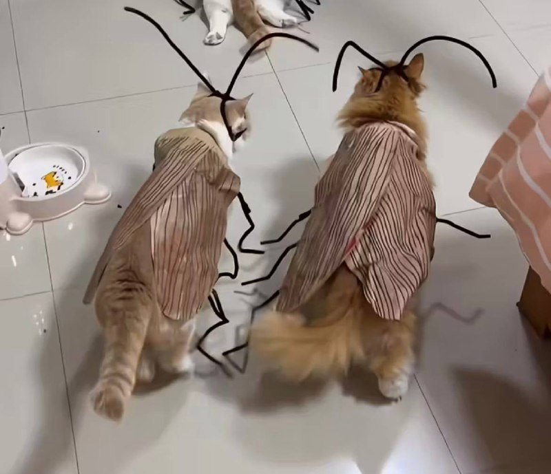 Костюм таракана для кота 2