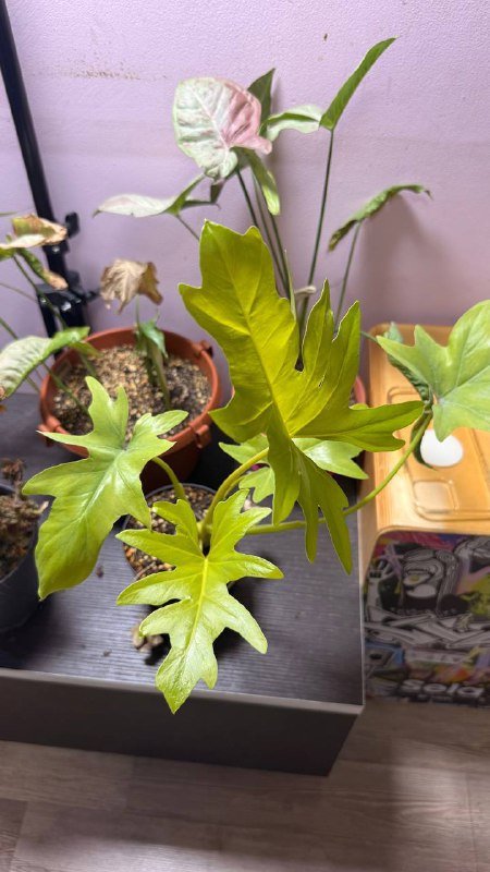 Аглаонема, Сингониум, Филодендрон, Рафидофора, Фикус вариегатный, Драцена большая 4