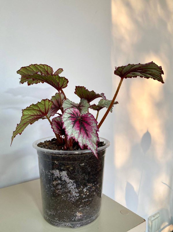 Бегония королевская в транспортном горшке