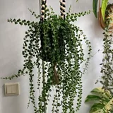 Растение Dichidia Ruscifolia 1