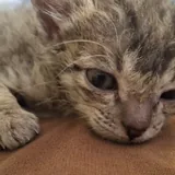 Котёнок с домиком и когтеточкой 5