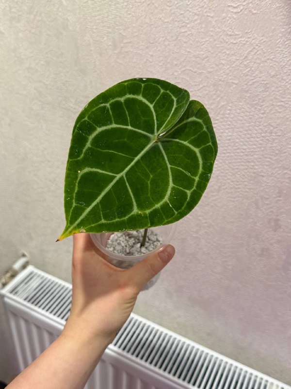 Черенки антуриум жильчатый взрослый, молодой, детки 2