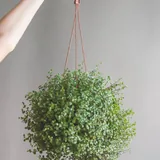 Уличные растения, коллизия 2