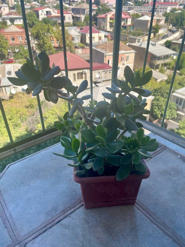 Сансевиерия, Чайная Роза, Канна лилия, Хлорофиум, Герань, Толстянки 6