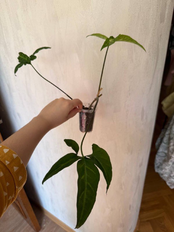 Домашние растения герань, сциндапсус, сингониум, бегония 3