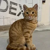 Рыжий котенок 3