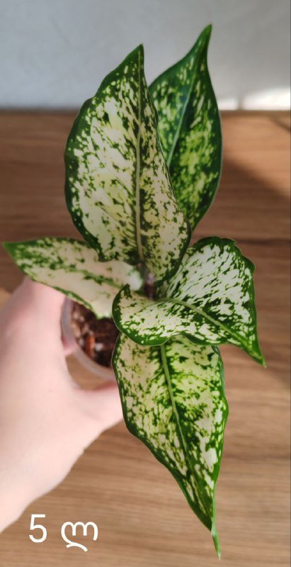 Комнатные растения 2