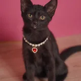 Котенок, девочка 5