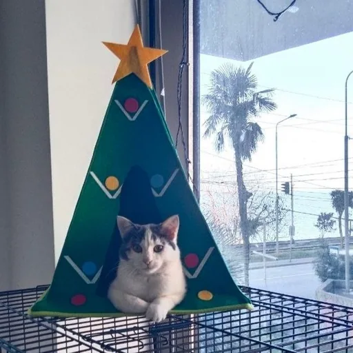 Кошка