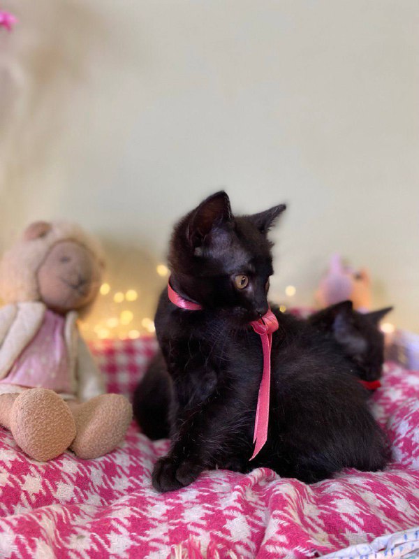 Маленькие черные котята 2 месяца 8