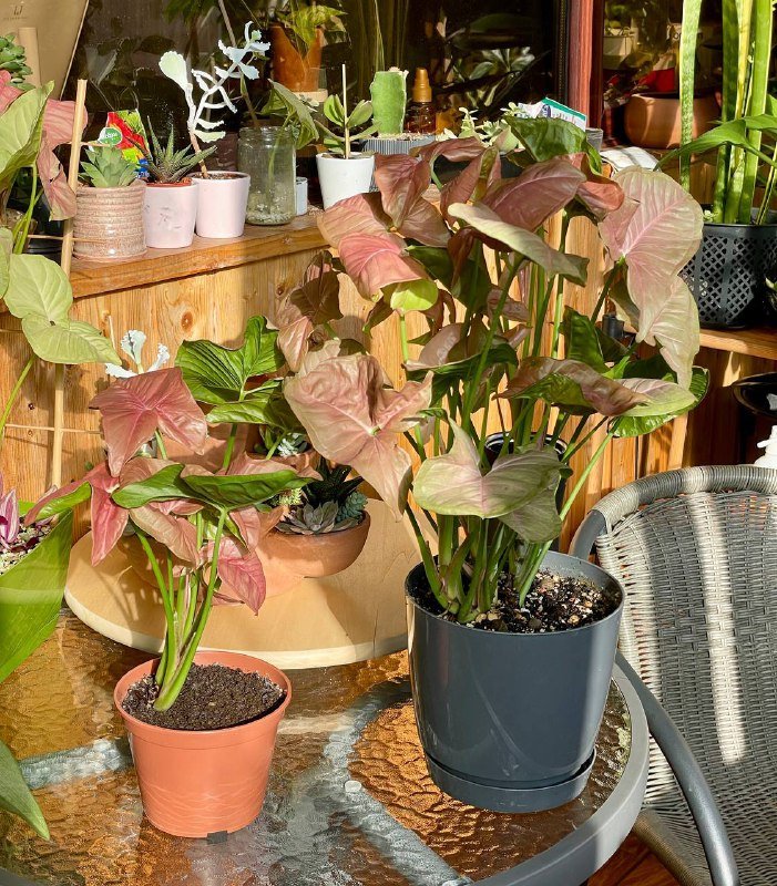 Розовый сингониум Пинк Неон домашнее растение 2