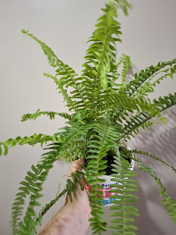 Портулак, суккуленты, папоротник, оттона, фикусы 8