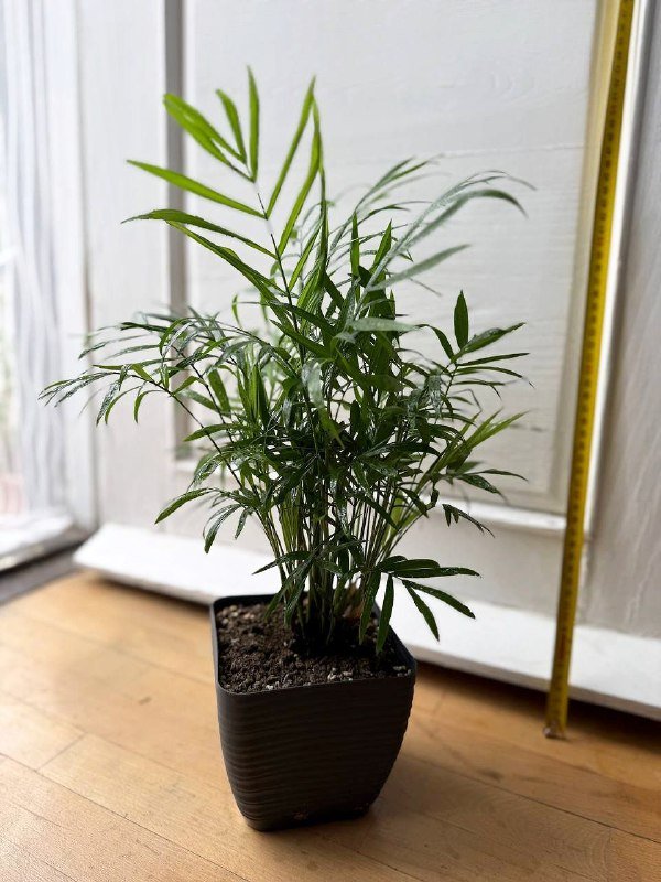 Комнатные цветы с горшками Фикус, Авокадо, Пальма, Вриезия, Гипоэстес 3