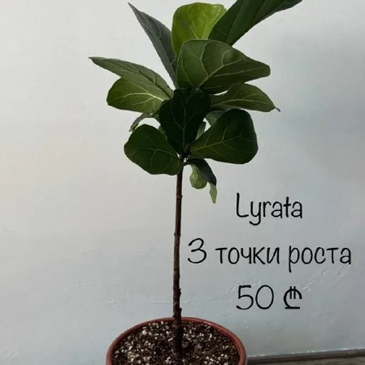 Фікус лірата