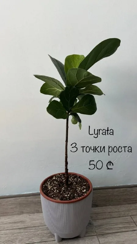 Фікус лірата