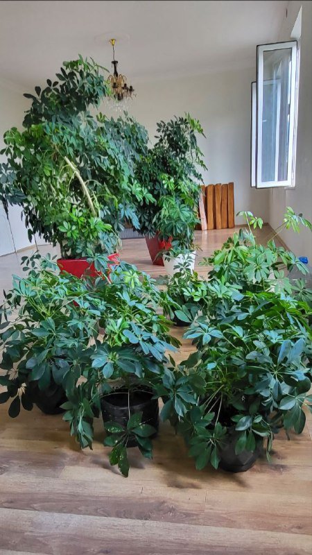 Цветы шефлера в горшках и пластике 7