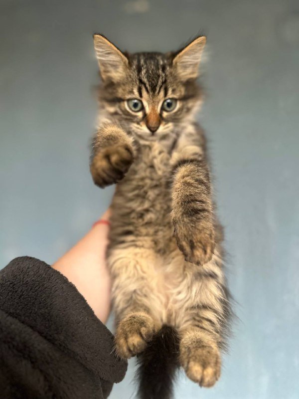 Котята, два мальчика и две девочки 2