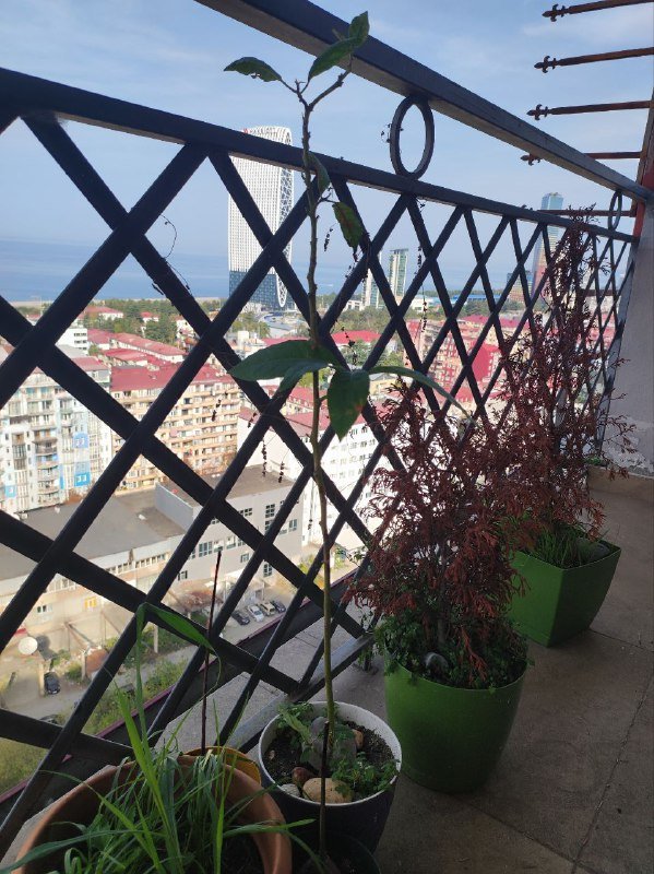 Драцены большая, с красным цветком, денежное дерево, авокадо, весенние цветы, живая ёлка 7