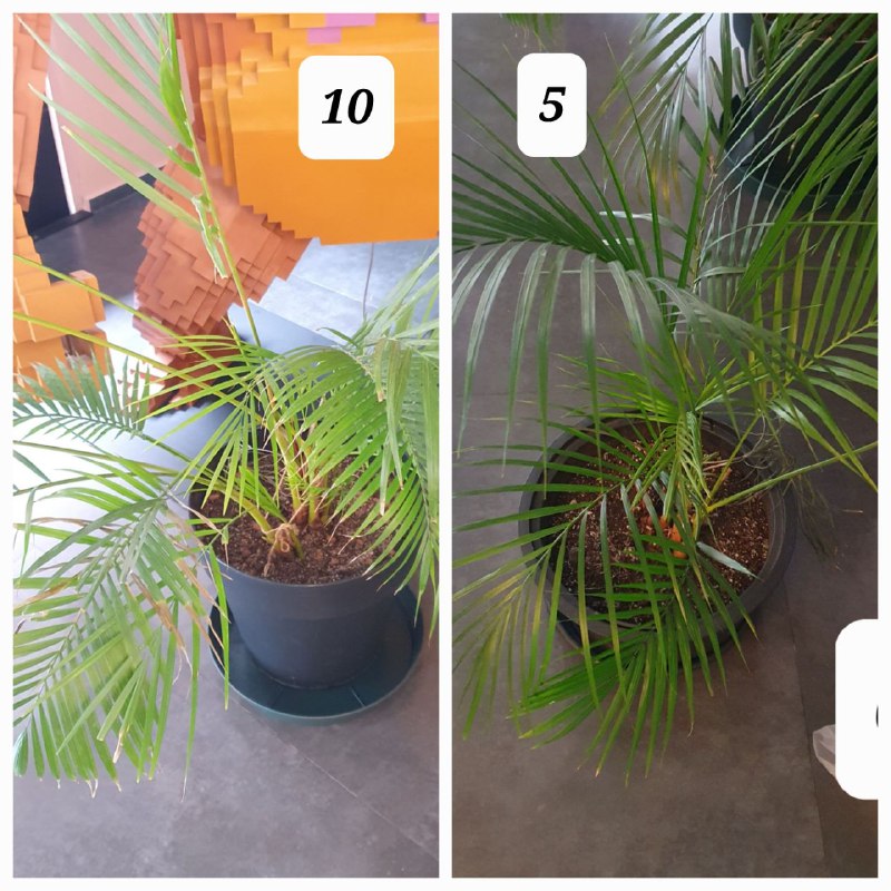 Цветы в горшках, домашние растения, взрослые деревья 5