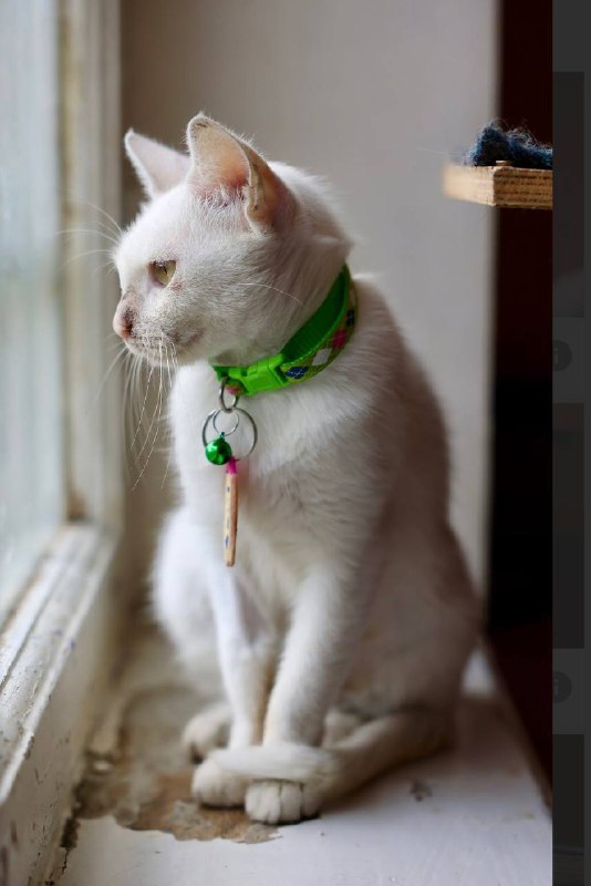 Белая кошечка с разными глазами 3