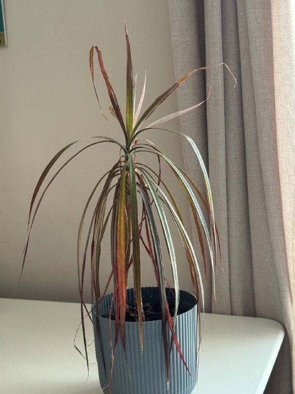 Растение пальма Драцена маргината в горшке