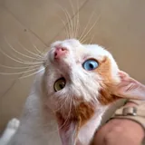 Молодой ласковый котик с разными глазами ищет дом 1
