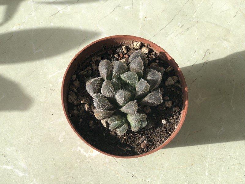 Комнатные растения: бегонии, алоэ Вера, хавортия, денежное дерево, папоротник 4