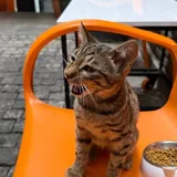 Котенок 3