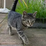 Котята 4