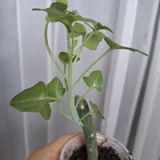 Комнатные растения 7
