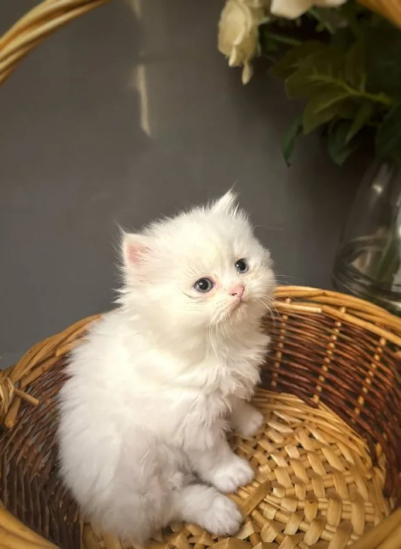 Котята 1