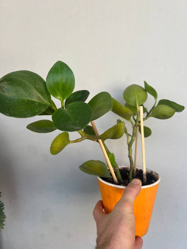 пеперомия туполистная, плектрантус бархатный