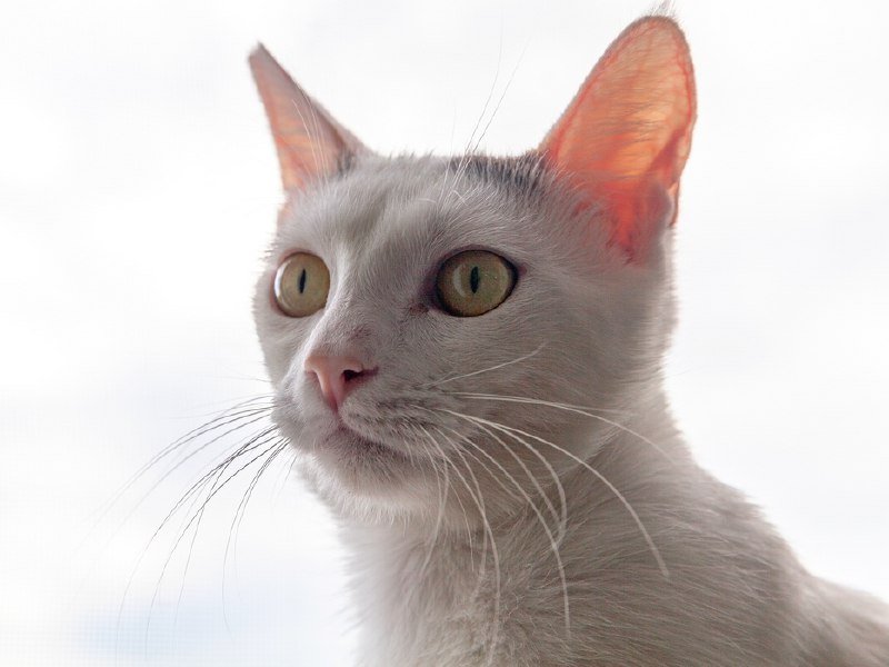 Кошки Валиди и Тильда ищут дом