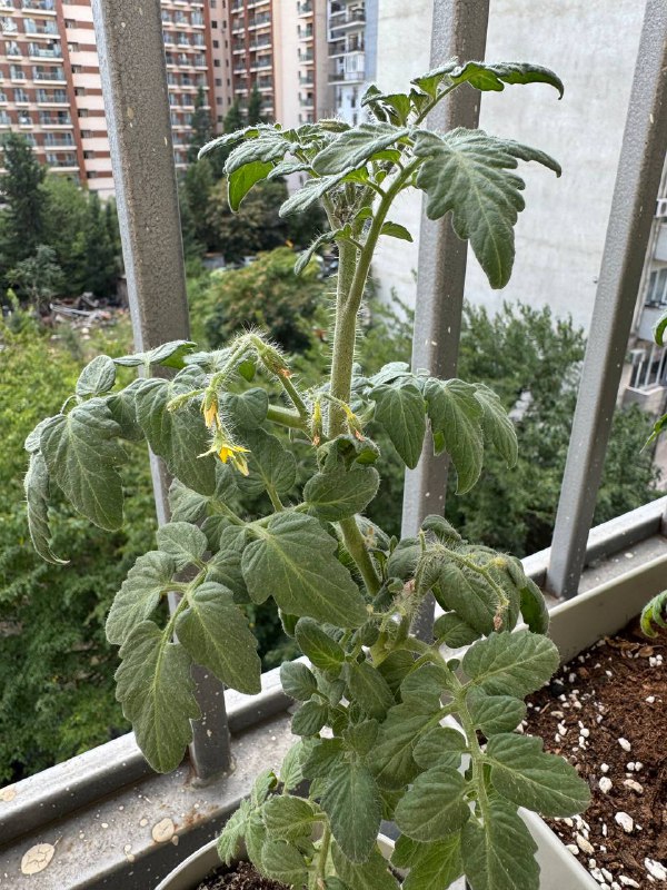 Растения земляника, сладкий перец, помидоры 4