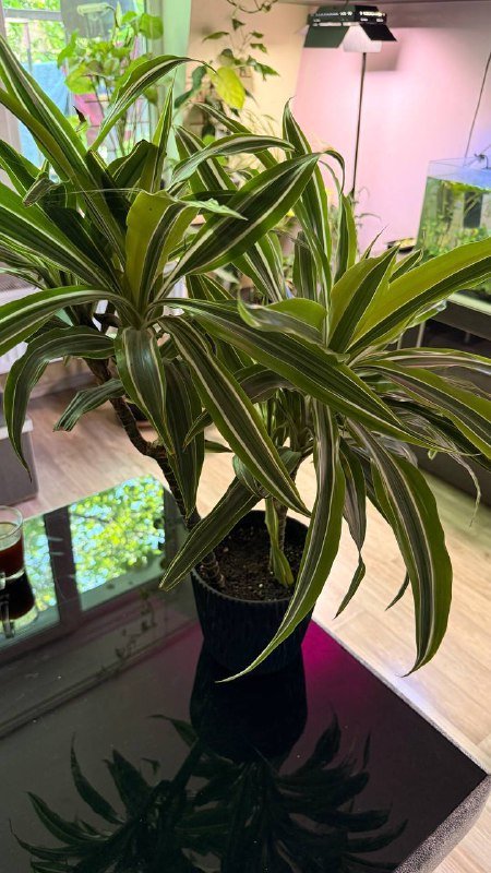 Аглаонема, Сингониум, Филодендрон, Рафидофора, Фикус вариегатный, Драцена большая 7