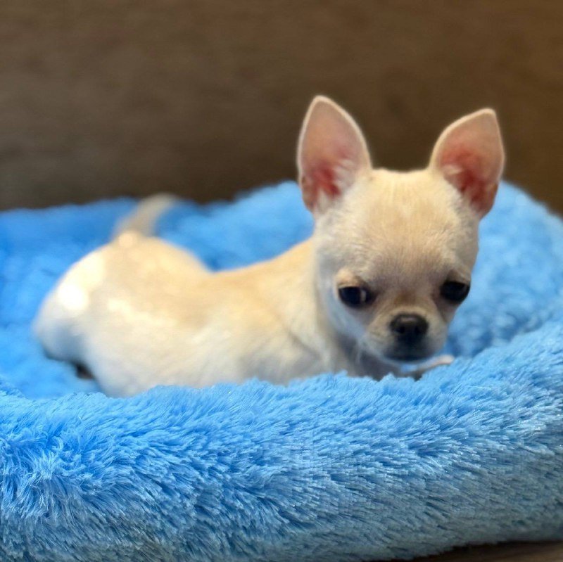 Щенки микро-чихуахуа