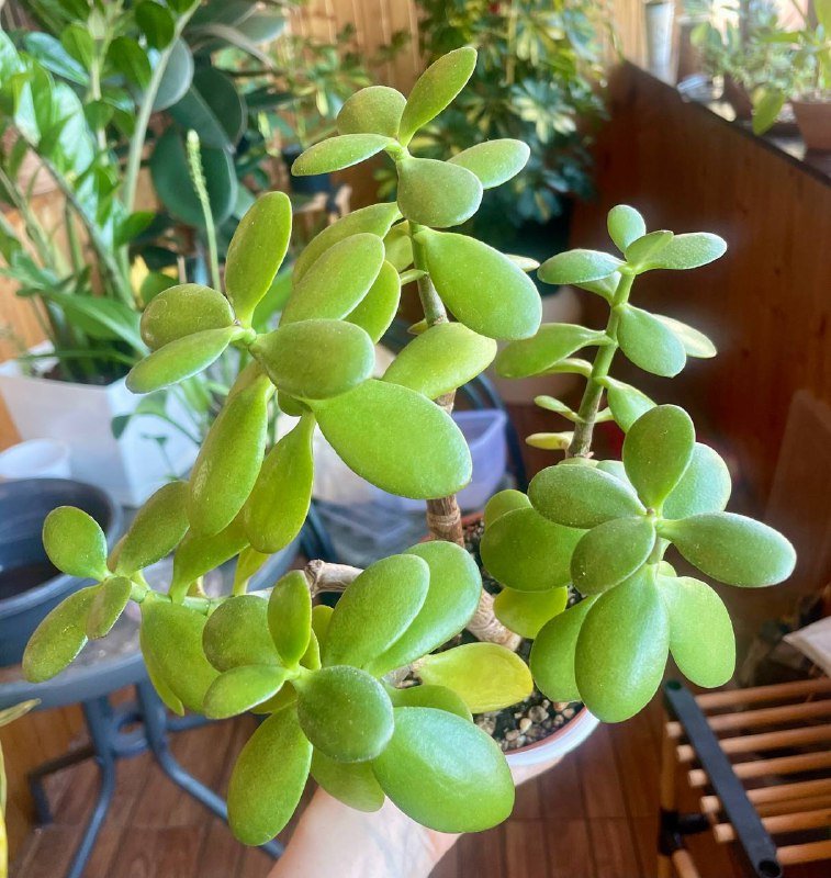 Домашнее растение красулла денежное дерево 2