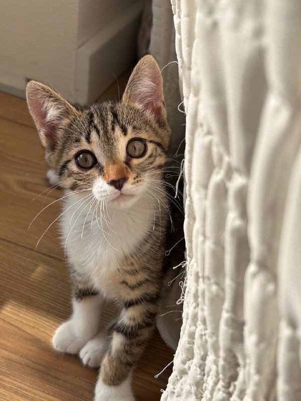 Котята Милка и Бао 2 месяца в дар 2