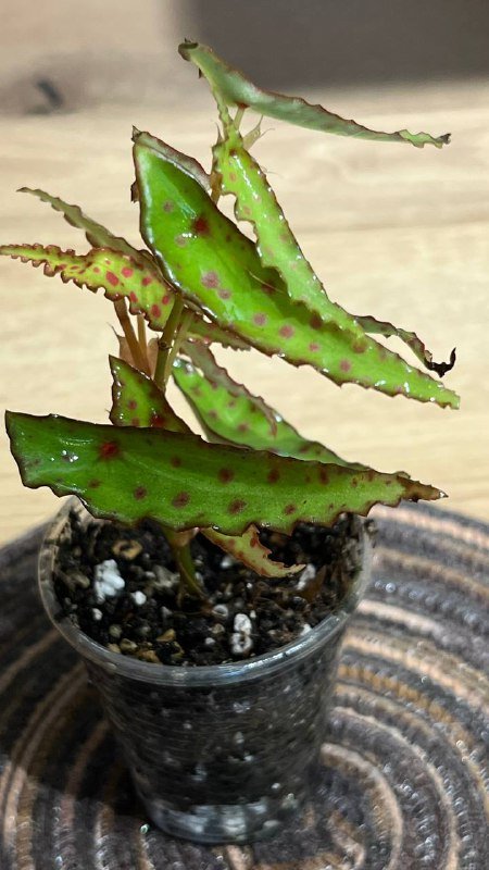 Алоказии и Бегония амфиоксус для продажи 3