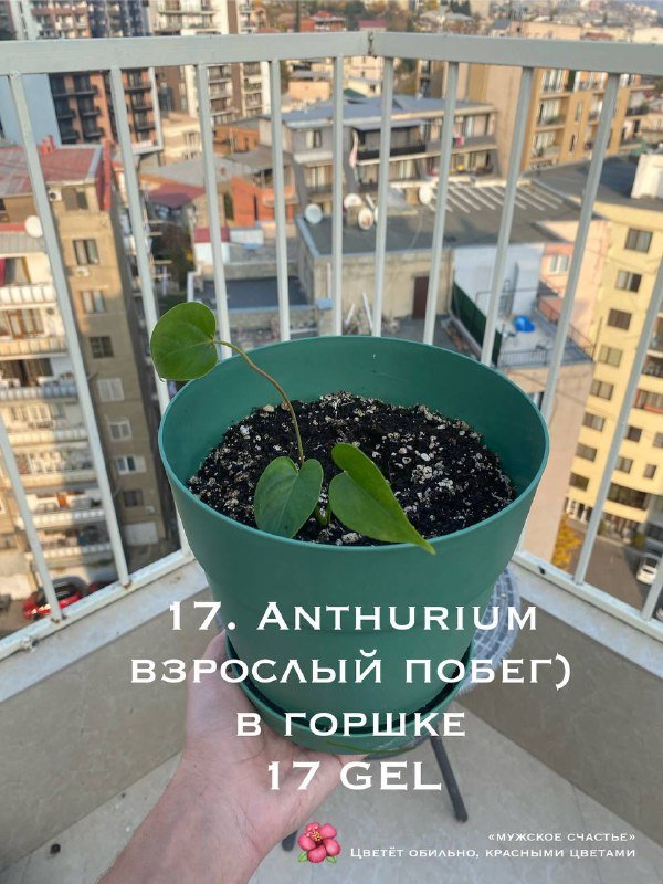 Цветы в горшках 10