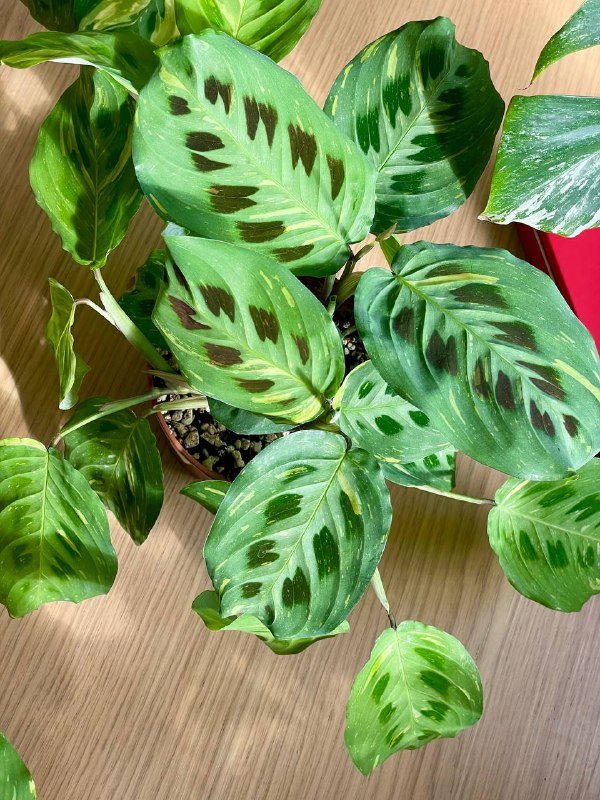 Три вариегатные маранта, домашние растения 3