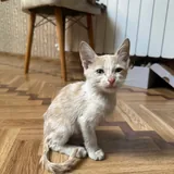 Найден котёнок, ищет хозяина или передержку 1