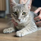 Котенок Алита 2