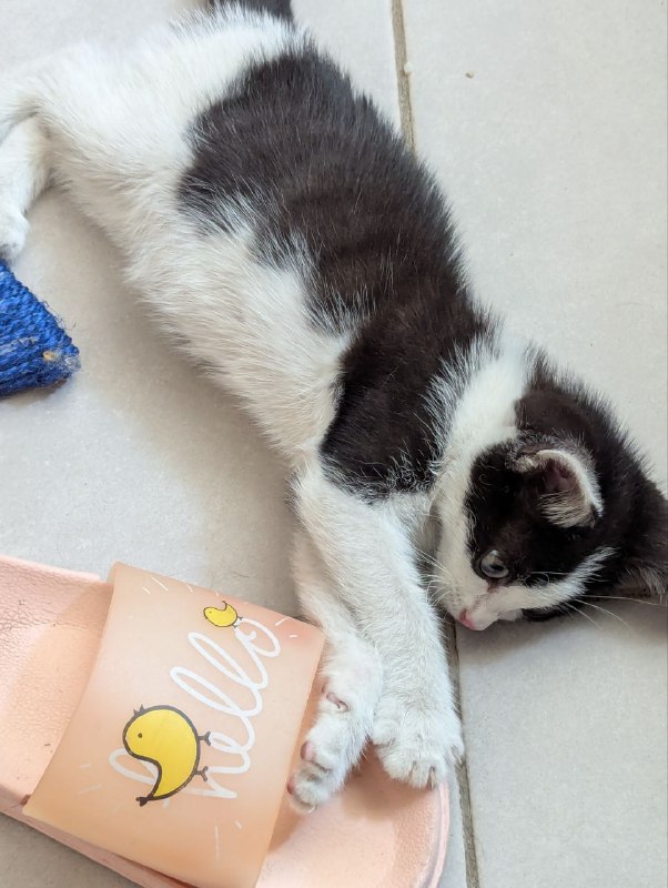 kitten for adoption 2