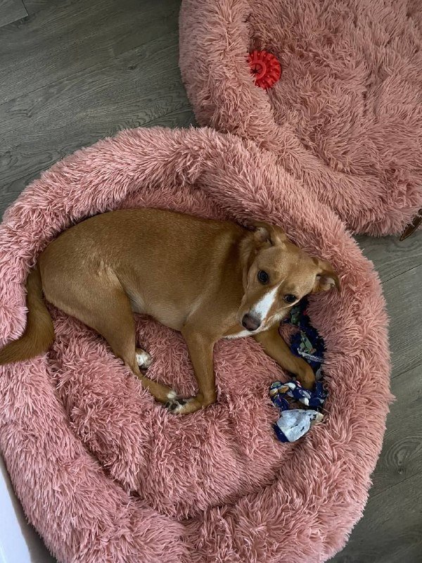 Круглые лежаночки для собак и кошек разных размеров 4