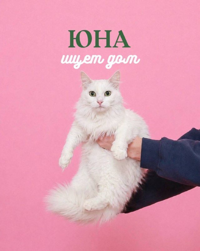 Юна, кошка