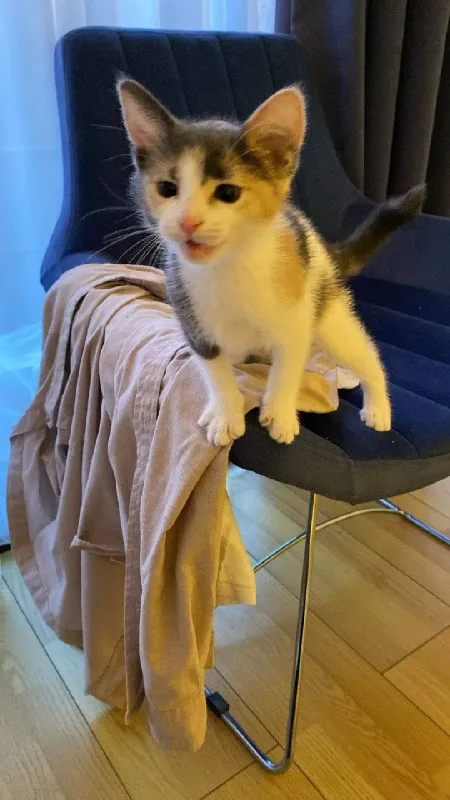 Котенок