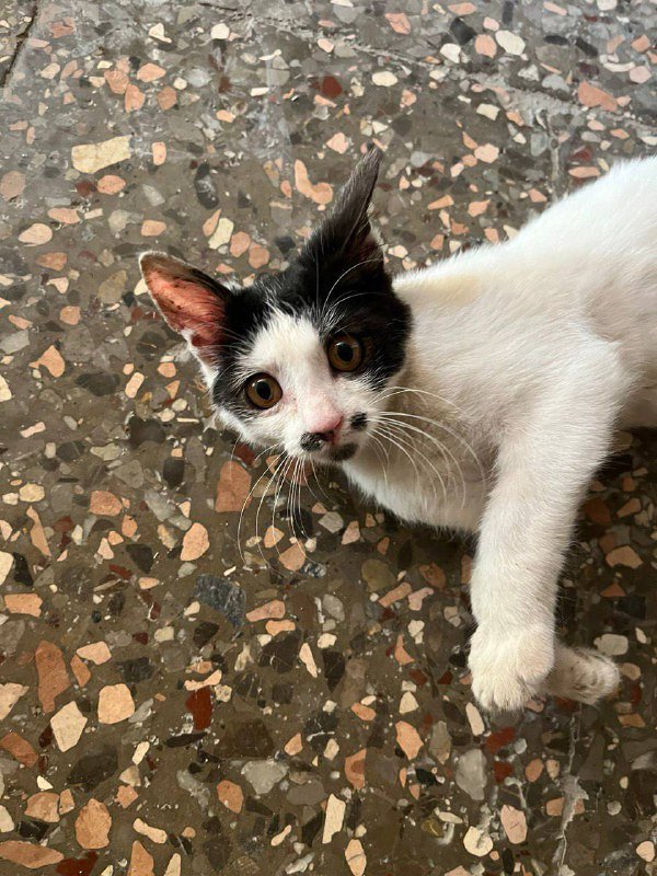 Котенок 4 месяца для семьи