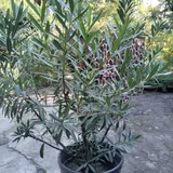 Oleander with pot 2