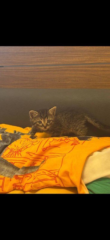 Котёнок мальчик сероватый полосатый ищет дом